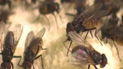 خبير زراعي يحذر: انتشار الذباب في مصر يهدد الصحة العامة بسبب الحرارة والنظافة