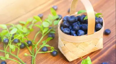التوت الأزرق: فوائد صحية خارقة تدفعك لتناوله يومياً