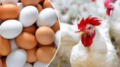 استقرار أسعار الدواجن اليوم بعد ارتفاعها الأسبوع الماضي في الأسواق المصرية