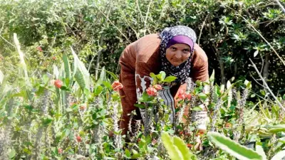 جولة في مصانع البهجة: زهور المشاتل تتفتح للحياة مع حلول الربيع