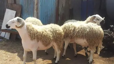 هل تجزئ الأضحية الواحدة عن الرجل وأسرته؟.. المستشار السابق للمفتي يوضح الحكم الشرعي