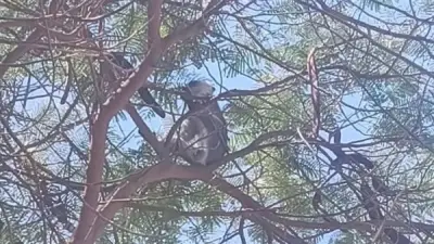 قرد المنوفية يفلت من مطاردة الطب البيطري رغم الجهود المكثفة