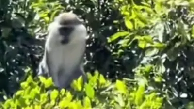 اختفاء نسناس المنوفية في ثاني أيام البحث.. صغير وسريع الاختباء