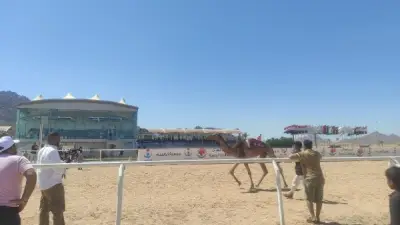 ختام بطولة سباق الهجن الدولي بشرم الشيخ بحضور محافظ جنوب سيناء وسفير أذربيجان