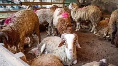 حكم شراء الأضحية بالتقسيط: الإفتاء توضح الجواز وعدم نقص الأجر