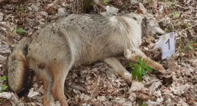 مجزرة الذئاب في إيطاليا: كارثة بيئية مروعة تهدد التوازن الطبيعي