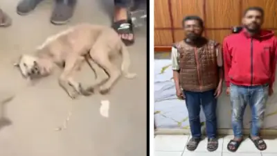 الشرقية: القبض على شخصين اعتديا على كلب بالضرب حتى الموت