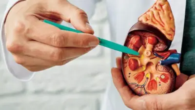 انتبه.. أعراض ارتفاع وانخفاض وظائف الكلى وعلامات تلفها