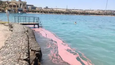 ظهور بقع حمراء على شواطئ البحر الأحمر يثير الجدل والمحافظة توضح