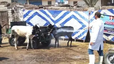 انطلاق أولى حملات تحصين الماشية ضد الحمى القلاعية ببني سويف الثلاثاء