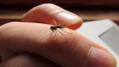 طرق طبيعية للتخلص من الناموس في الصيف بدون مواد كيميائية