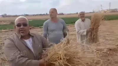 لغز سرقة محصول قمح كامل بأرض زراعية في الشرقية باستخدام جرارات خفية