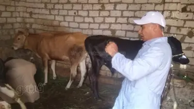 انطلاق الحملة القومية لتحصين الماشية ضد الحمى القلاعية بالمنيا الثلاثاء