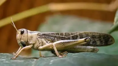 الزراعة تطلق برنامجاً تدريبياً متقدماً لتطوير منظومة الإنذار المبكر لمكافحة الجراد الصحراوي