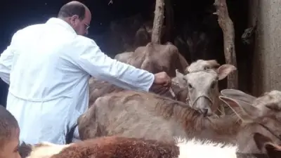 انطلاق الحملة القومية الثانية للتحصين ضد الحمى القلاعية والوادي المتصدع بالأقصر