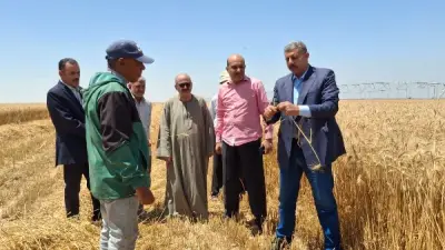 زراعة الإسماعيلية تعلن انطلاق حصاد القمح وتتابع انتظام التوريد