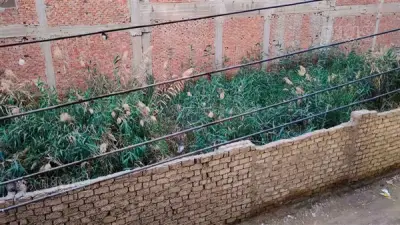 أهالي السنطة يستغيثون بمحافظ الغربية لانتشار الحشائش بأرض مهجورة