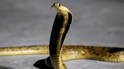 كوبرا ضخمة تثير الذعر في قرية بالسنطة والحماية المدنية تتدخل