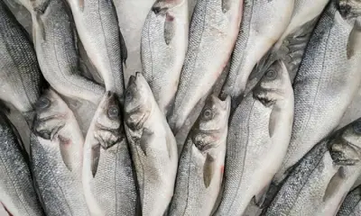 إنجاز علمي جديد: كواليس أول تفريخ صناعي لأسماك البوري في مصر