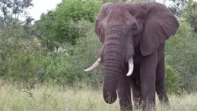 تفسير رؤية الفيل في المنام: دلالات القوة والمال والحياة