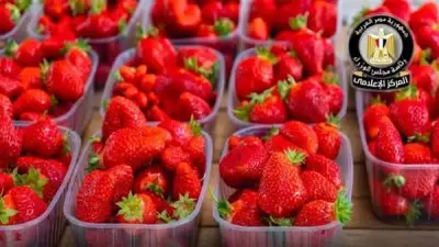 مجلس الوزراء ينفي رفض شحنات الفراولة المصرية بسبب مواد مسرطنة ويؤكد جودتها