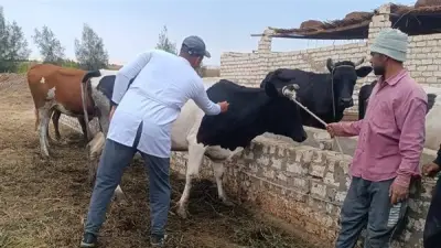 الوادي الجديد يحقق إنجازًا في تحصين الثروة الحيوانية خلال الحملة القومية