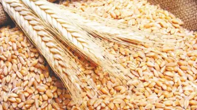 برلماني: مركز إقليمي للحبوب في مصر يعزز الأمن الغذائي ويدعم الصادرات