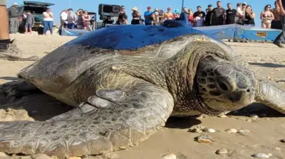 اكتشاف أقدم سلحفاة بحرية عملاقة من عصر الديناصورات في مصر