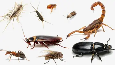 خبير حشرات يحذر من انتشار العقارب بعد العواصف الترابية ويقدم نصائح وقائية