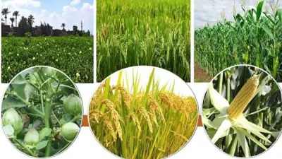 استقرار الطقس فرصة ذهبية لإنقاذ المحاصيل الزراعية وتعويض الخسائر