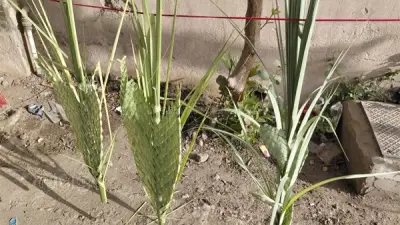 إقبال كبير لأقباط أسيوط على قداس أحد السعف وسط إجراءات أمنية مشددة