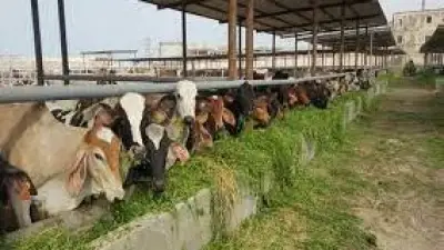 النائب أحمد جابر: مشروع البتلو الجديد خطوة حاسمة لتعزيز الأمن الغذائي وكبح أسعار اللحوم