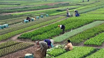 تحذيرات عاجلة للمزارعين مع تقلبات برمودة ونصائح لتعزيز الإنتاجية