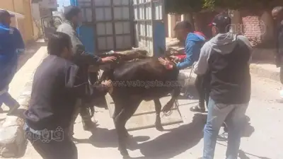 مطروح تشن حملة مكبرة لضبط الماشية السائبة وتفرض غرامات مشددة على المخالفين