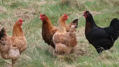 ارتفاع أسعار الفراخ البيضاء وانخفاض البلدي في بورصة الدواجن اليوم الجمعة