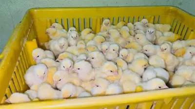 ارتفاع جنيهين لسعر الكتكوت الأبيض واستقرار أسعار البط في بورصة الدواجن اليوم