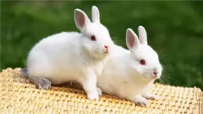 الجيزة تكشف سر نجاح مشروعات الأرانب: السلالات الأجنبية تتفوق تجاريًا