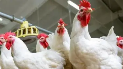 أخصائي تغذية: فراخ الأمهات تختلف في تركيبة اللحم والمعادن عن العادية