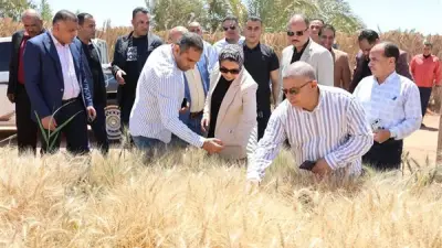 محافظ الوادي الجديد تتفقد نتائج تجربة إكثار أصناف القمح عالية الإنتاجية