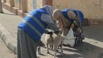 الطب البيطري بالشرقية ينفذ حملات مكثفة لتعقيم وتحصين الكلاب الضالة لضمان سلامة المواطنين