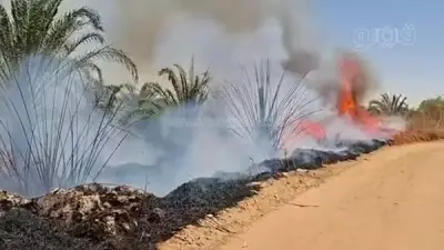 حريق يلتهم مزارع نخيل في الوادي الجديد والحماية المدنية تحذر من مخاطر موسم الحصاد