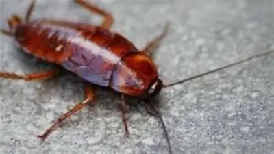 تفسير صادم لرؤية الصرصار في المنام: دلالات المشكلات والحسد والأعداء