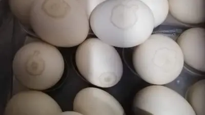 استقرار نسبي في أسعار البيض مع تباين محدود بين الأنواع وفقًا لطبيعة التربية والإنتاج