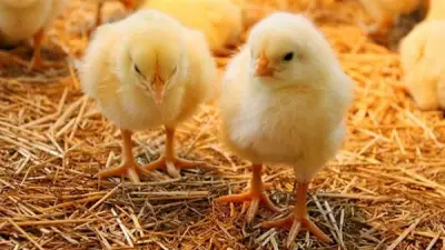 ارتفاع قياسي في أسعار الكتاكيت والبط اليوم ببورصة الدواجن