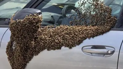 حالة ذعر في إسرائيل.. أسراب نحل تغزو مركزاً تجارياً وتنتشر بمستوطنة نيتيفوت