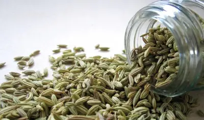 فوائد الشمر المذهلة: يحد من ارتفاع السكر ويقلل الالتهابات في الجسم