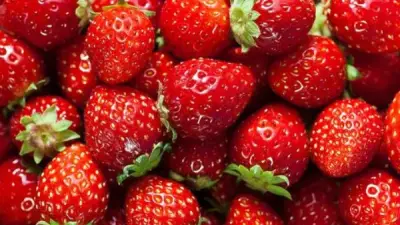 تأثير الفراولة على الجسم: فوائد صحية مذهلة من الفيتامينات إلى مضادات الأكسدة