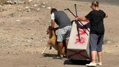 حملة بيطرية مكثفة في الغردقة لتعقيم الكلاب الضالة ومكافحة مرض السعار