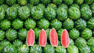 البحوث الزراعية تكشف أسباب ارتفاع أسعار البطيخ وتتوقع انفراجة خلال أسبوعين