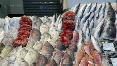 أسعار السمك اليوم: انخفاض الكابوريا وارتفاع البلطي والمكرونة في سوق العبور